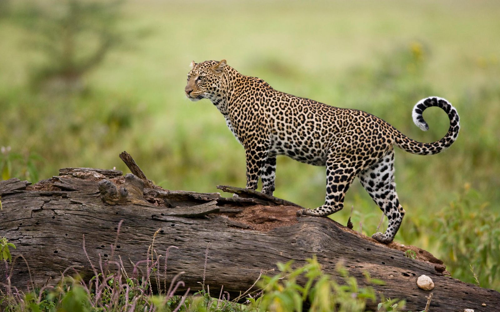 Kenya